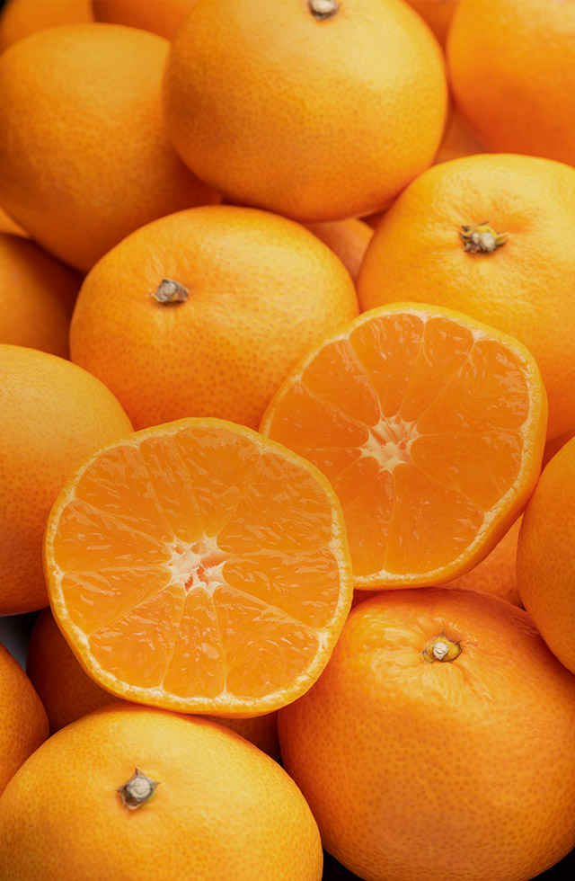 熊本の土と向き合い、今日も一玉に想いを込めて。