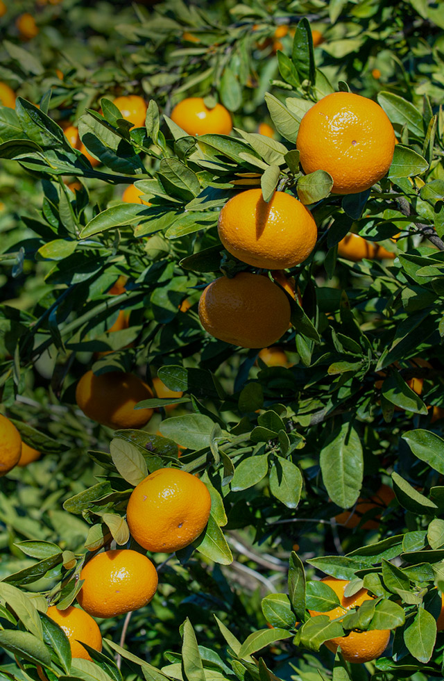 熊本の土と向き合い、今日も一玉に想いを込めて。