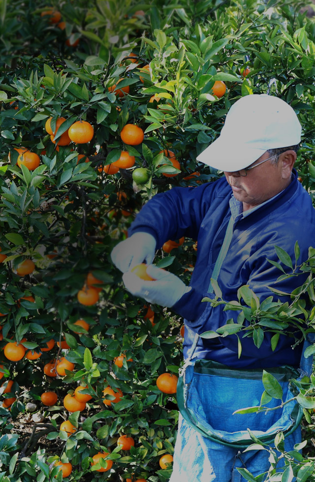熊本の土と向き合い、今日も一玉に想いを込めて。
